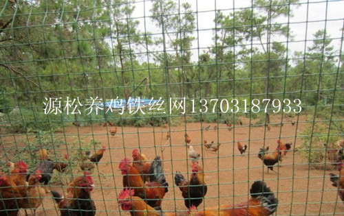 綠色養(yǎng)雞鐵絲網(wǎng)